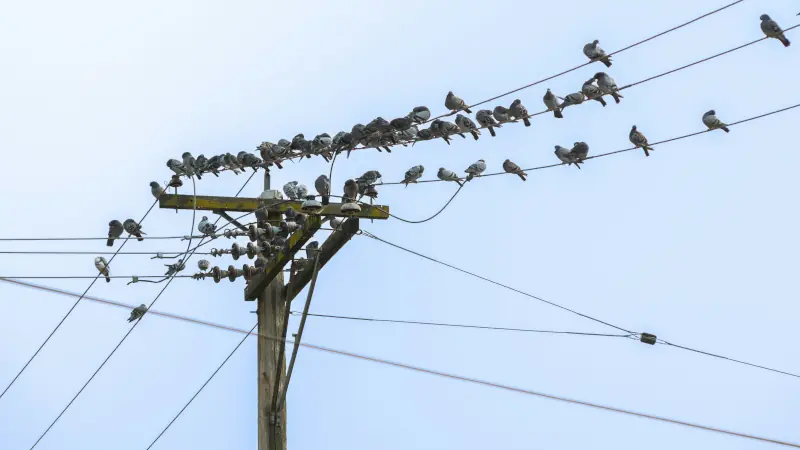 Flock Of Birds Perched Densely On Overhead Power Lines, Symbolizing Business Network Issues And Network Congestion